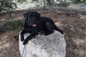 Abby (sicily x manny)