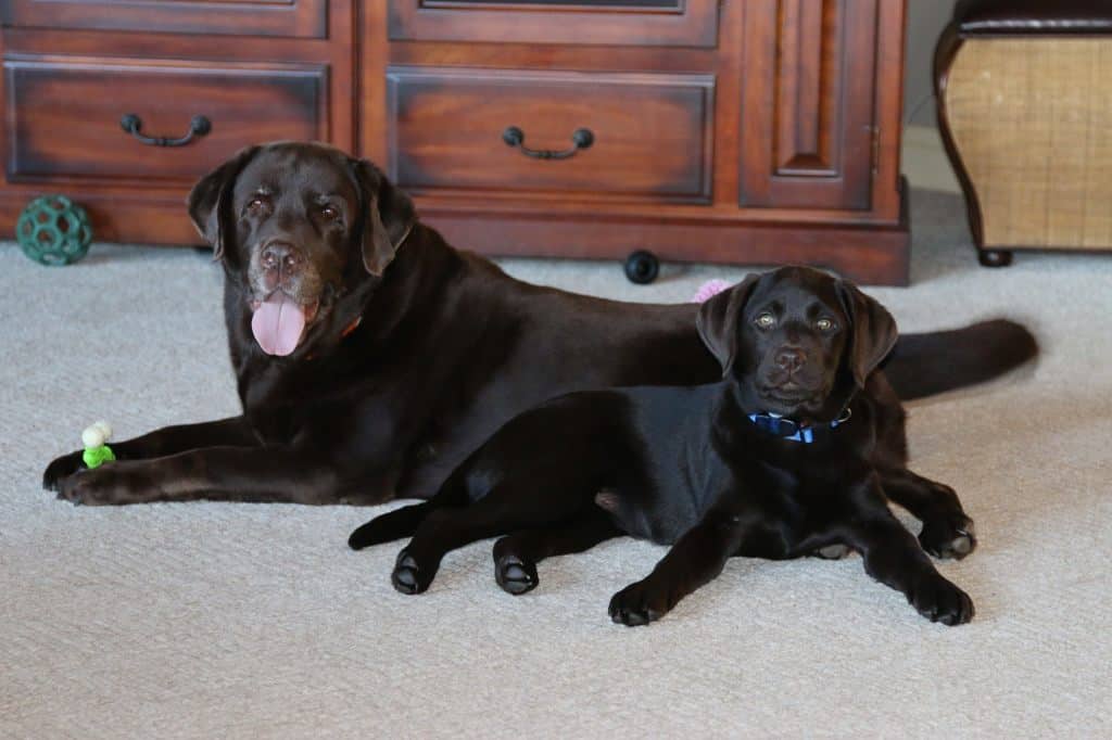 Angus and Lola- Endless Mt. Labradors