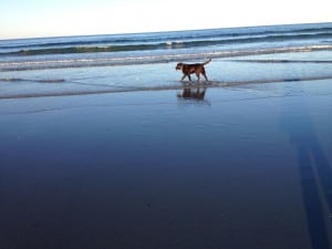 Barnaby- Endless Mt. Labradors
