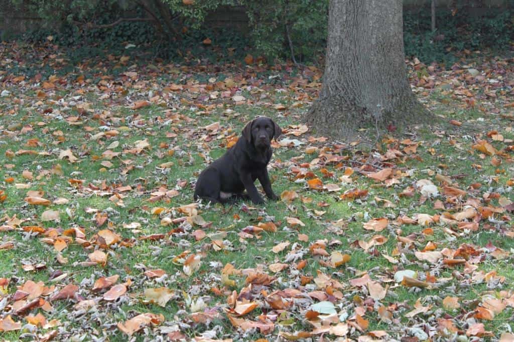 grass frantically dogs grass endless mountain labradors grass frantically dogs grass endless mountain labradors