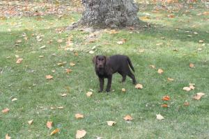 Bear (sicily x spencer) standing in the yard- Endless Mt. Labradors