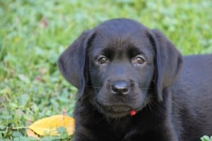 Bling (sicily x spencer) 6