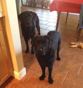 Chip and Amos