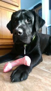 Deacon (Loretta x mackie)- Endless Mt. Labradors