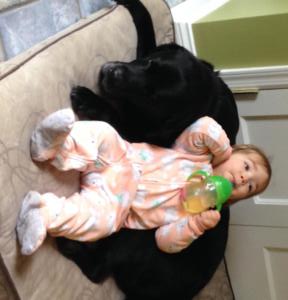 Doc son and baby- precious- Endless Mt. Labradors