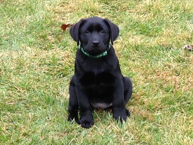 Finley- Endless Mt. Labradors