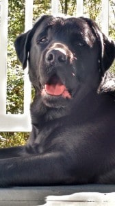 George- Endless Mt. Labradors