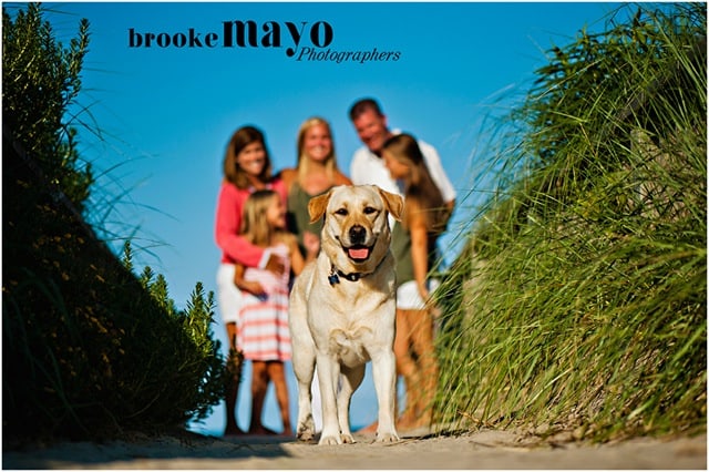 Grace- Endless Mt. Labradors