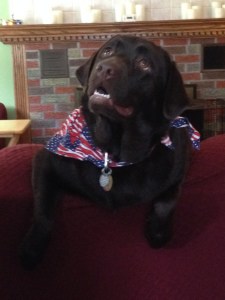 Hailey- Endless Mt. Labradors