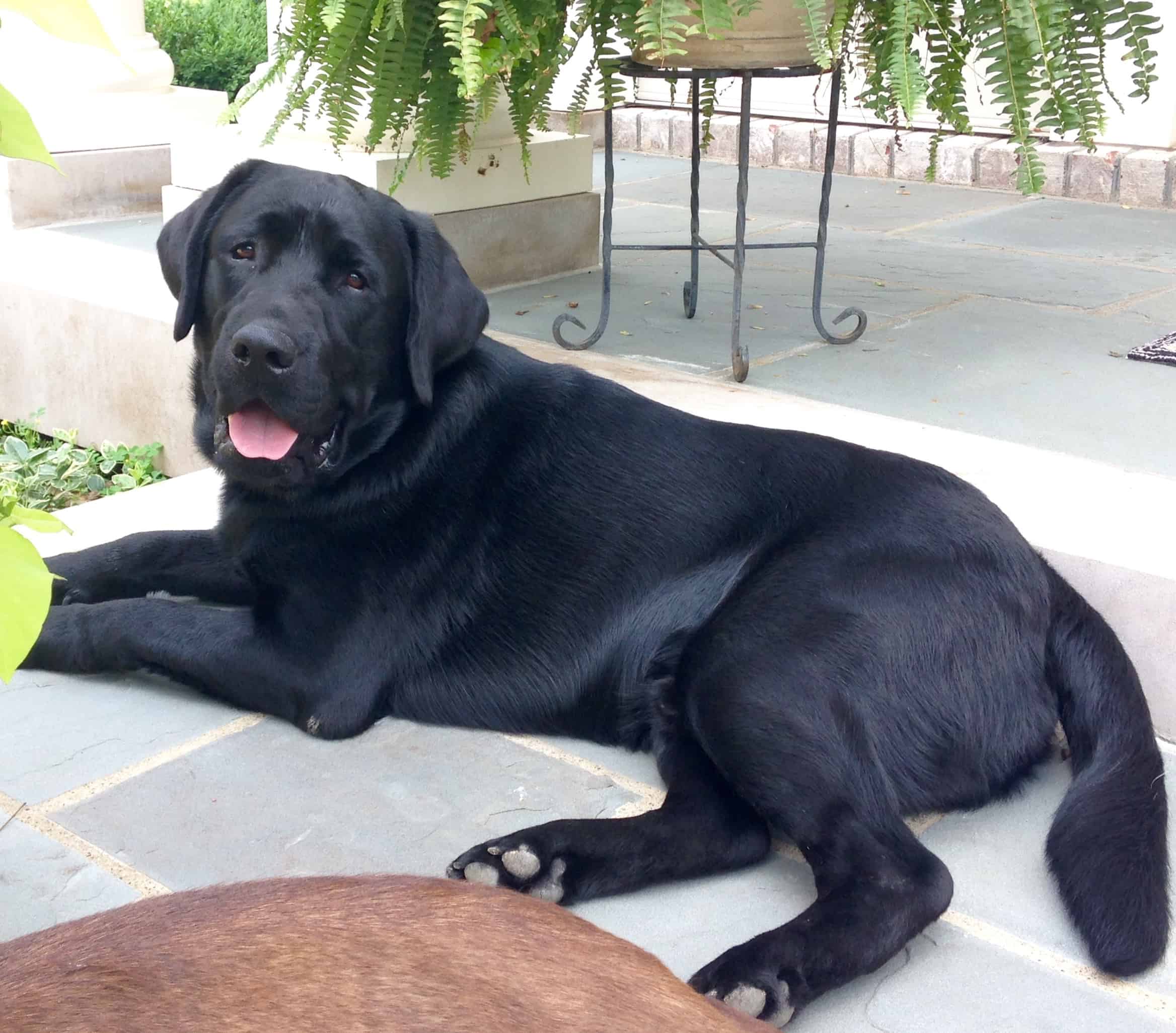 How Large Is A Labrador Endless Mountain Labradors fortune-snake-collection-happy-baby-snake-gold-figurine-in-crystal