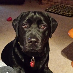 Josie (Daizy x Devon)- Endless Mt. Labradors