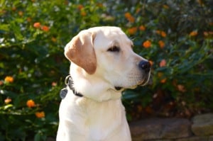 Keb- Endless Mt. Labradors