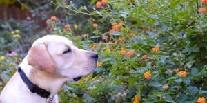 Keb- Endless Mt. Labradors