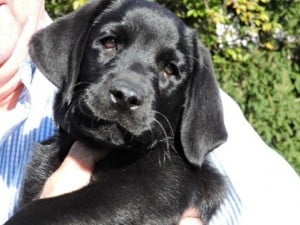 Laney- Endless Mt. Labradors