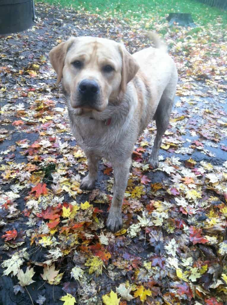 Murphy- Endless Mt. Labradors