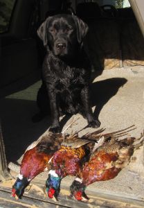 Raven- Endless Mt. Labradors