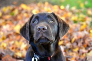 Seeger- Endless Mt. Labradors