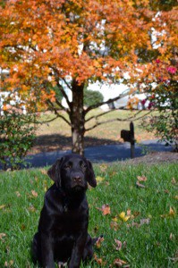 Seeger- Endless Mt. Labradors