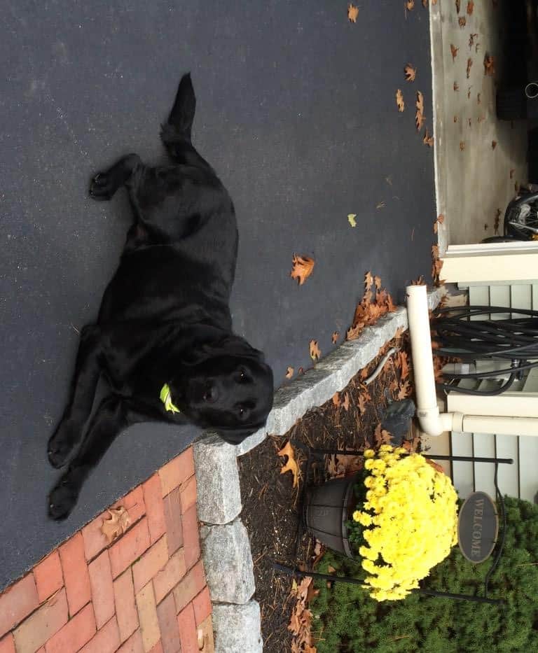 Zackie- Endless Mt. Labradors