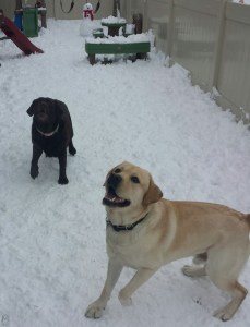 eleanor and vinny in the snow
