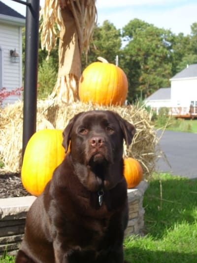 Endless Mountain Labradors