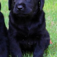 Hattie x Reese- Endless Mt. Labradors