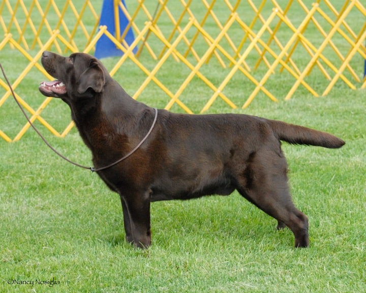 Labrador Dog Black Puppy Price Labrador Dog Black Puppy Price