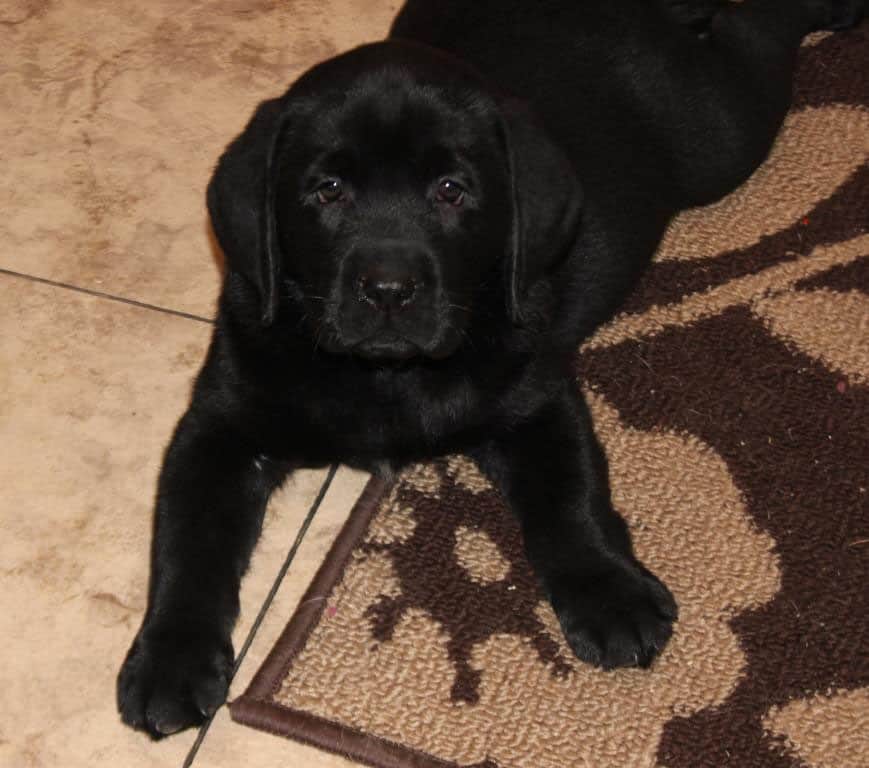 Mountain Dog Diet Food List Mountain Dog Diet Food List