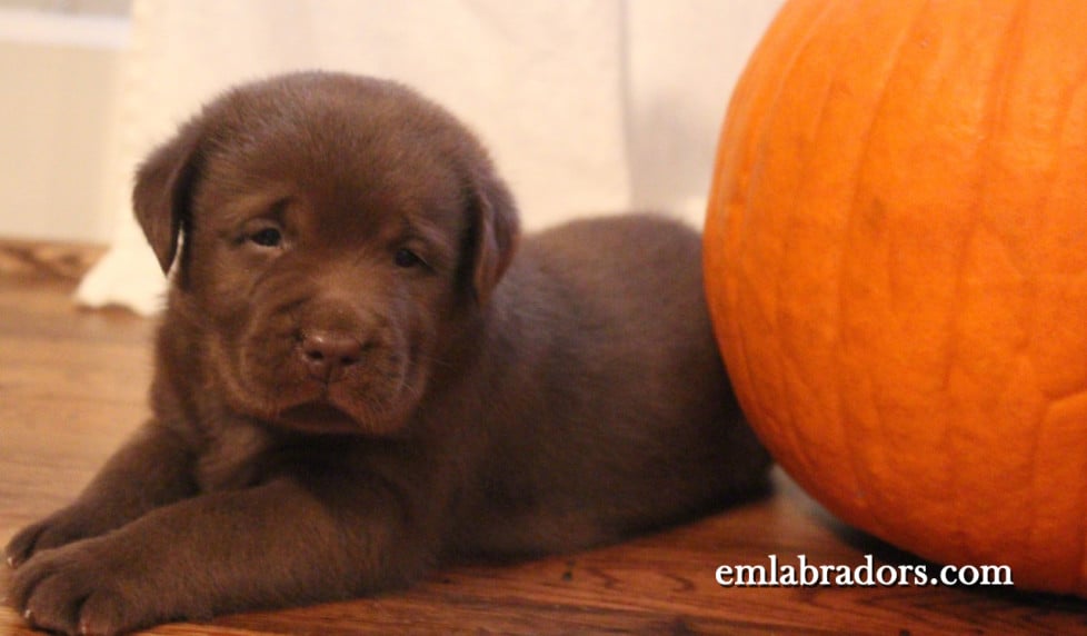 Why Pumpkin is the Perfect Treat for Your Dog! Endless Mountain Labradors
