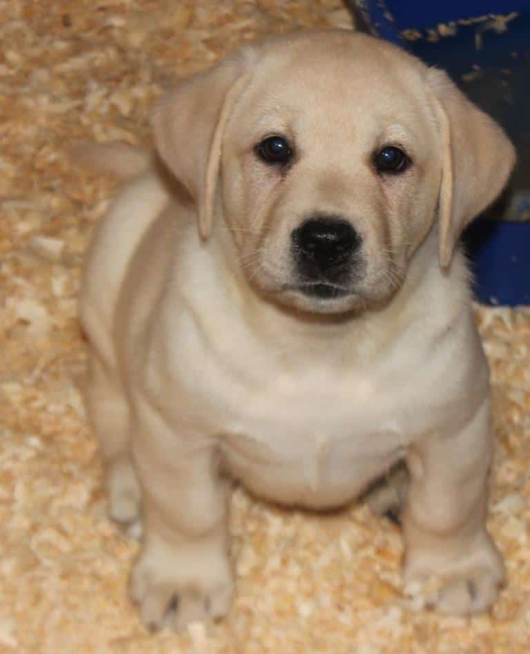 Making A Place For A Dog To Have Puppies Making A Place For A Dog To Have Puppies
