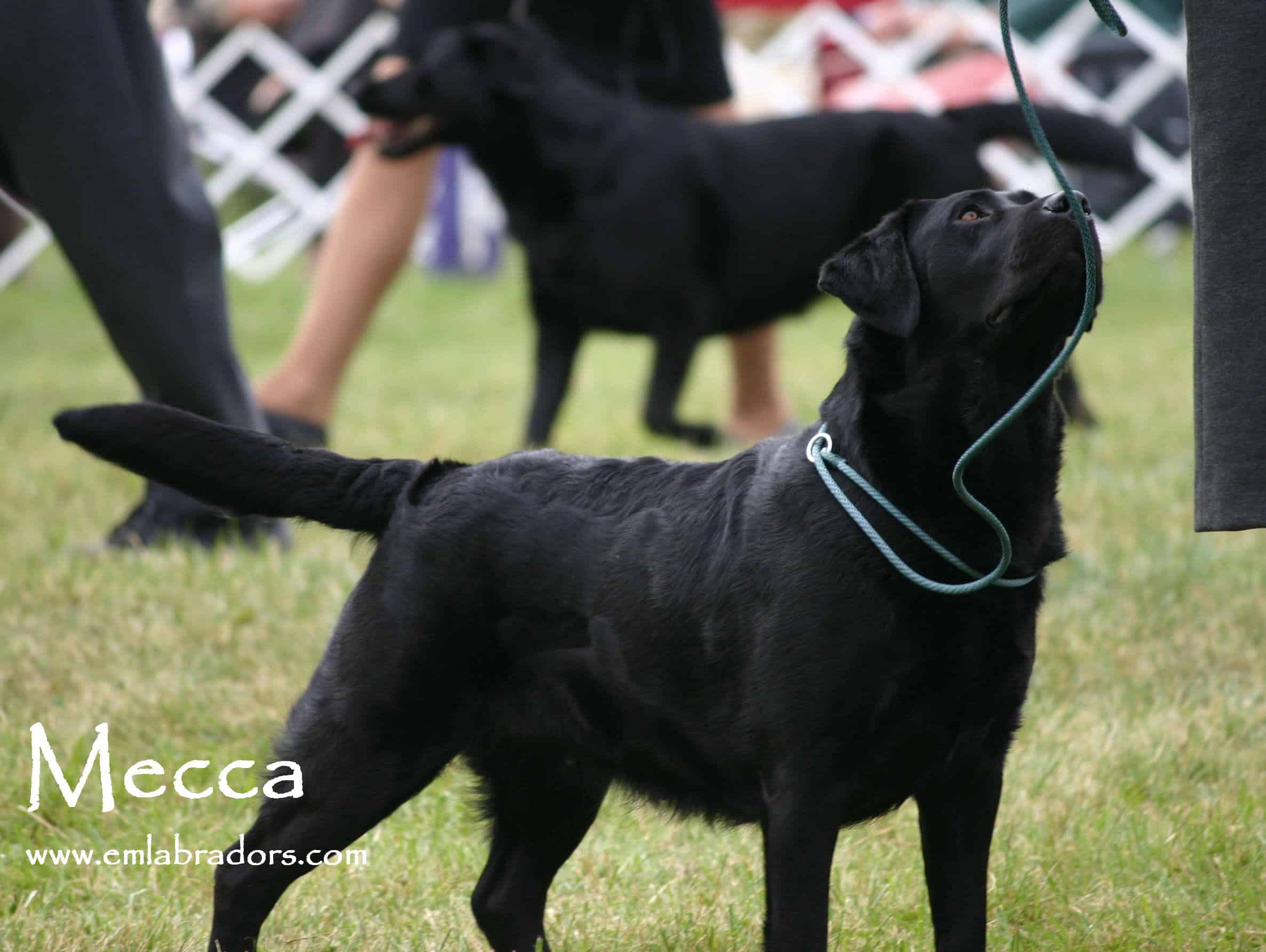 British+vs+American+Labrador+Retriever English Labrador Retriever Vs American Labrador Retriever