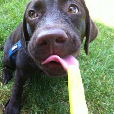 Pup and popsicle- Endless Mt. Labradors