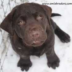 Grant- Endless Mt. Labradors
