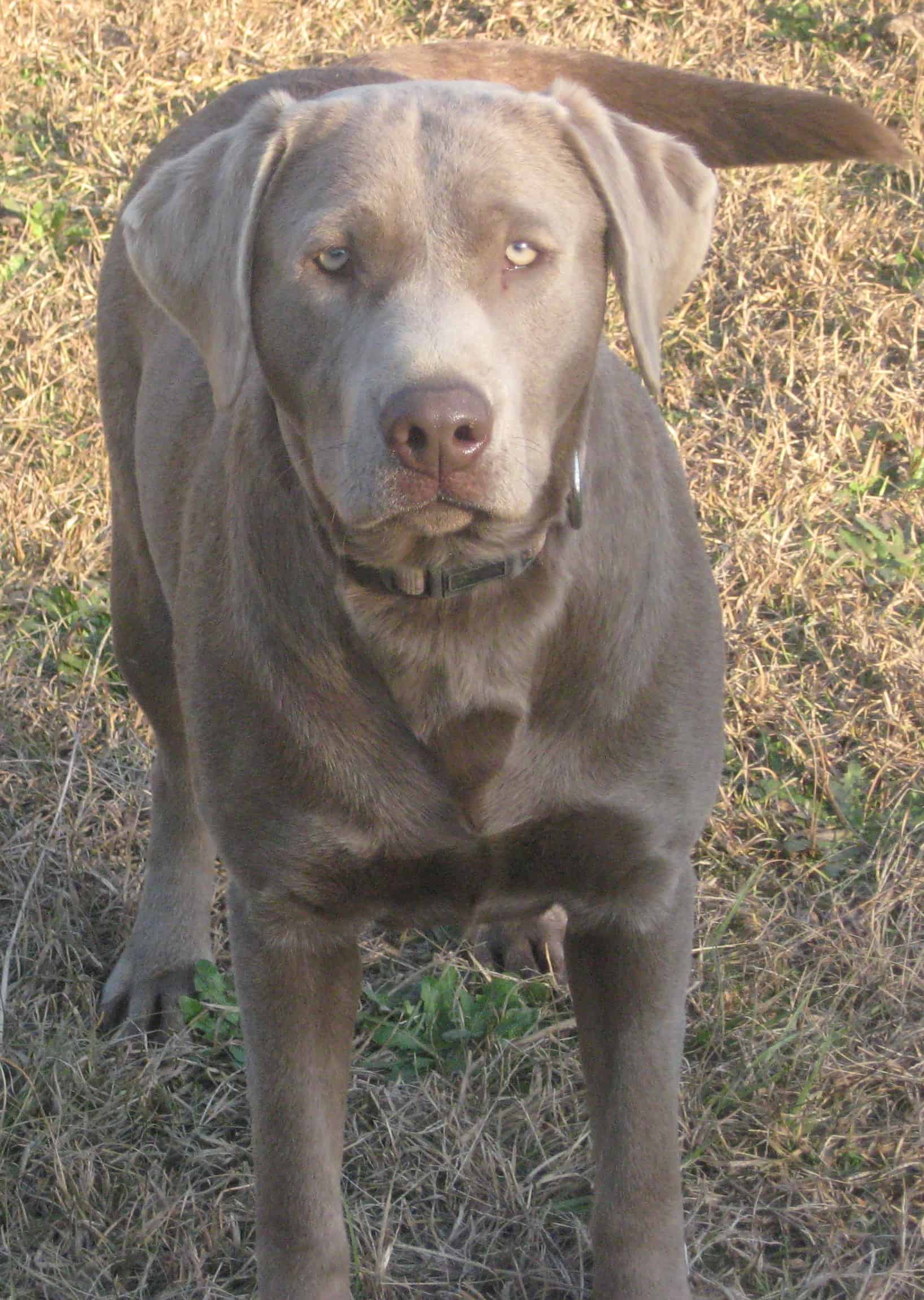 silver lab puppies black bred labrador retriever dogs puppies gumtree breeds picture silver lab puppies black bred labrador retriever dogs puppies gumtree breeds picture