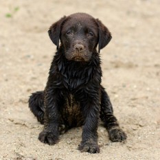 Kimber- Endless Mt. Labradors