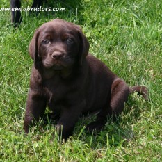 Hattie pup- Endless Mt. Labradors