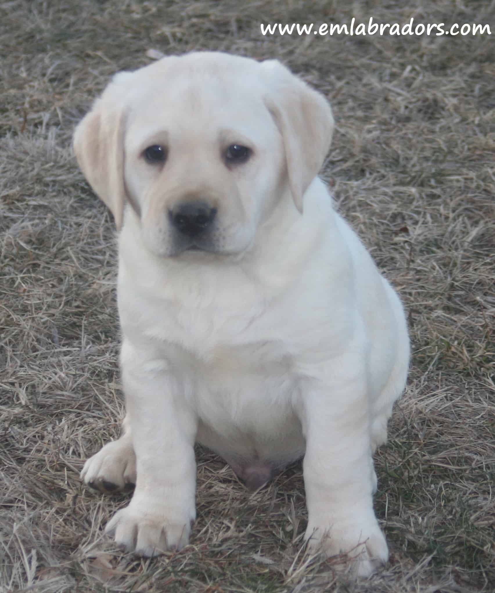 suddenly aggressive to other in house aggression in labradors endless mountain labradors suddenly aggressive to other in house aggression in labradors endless mountain labradors