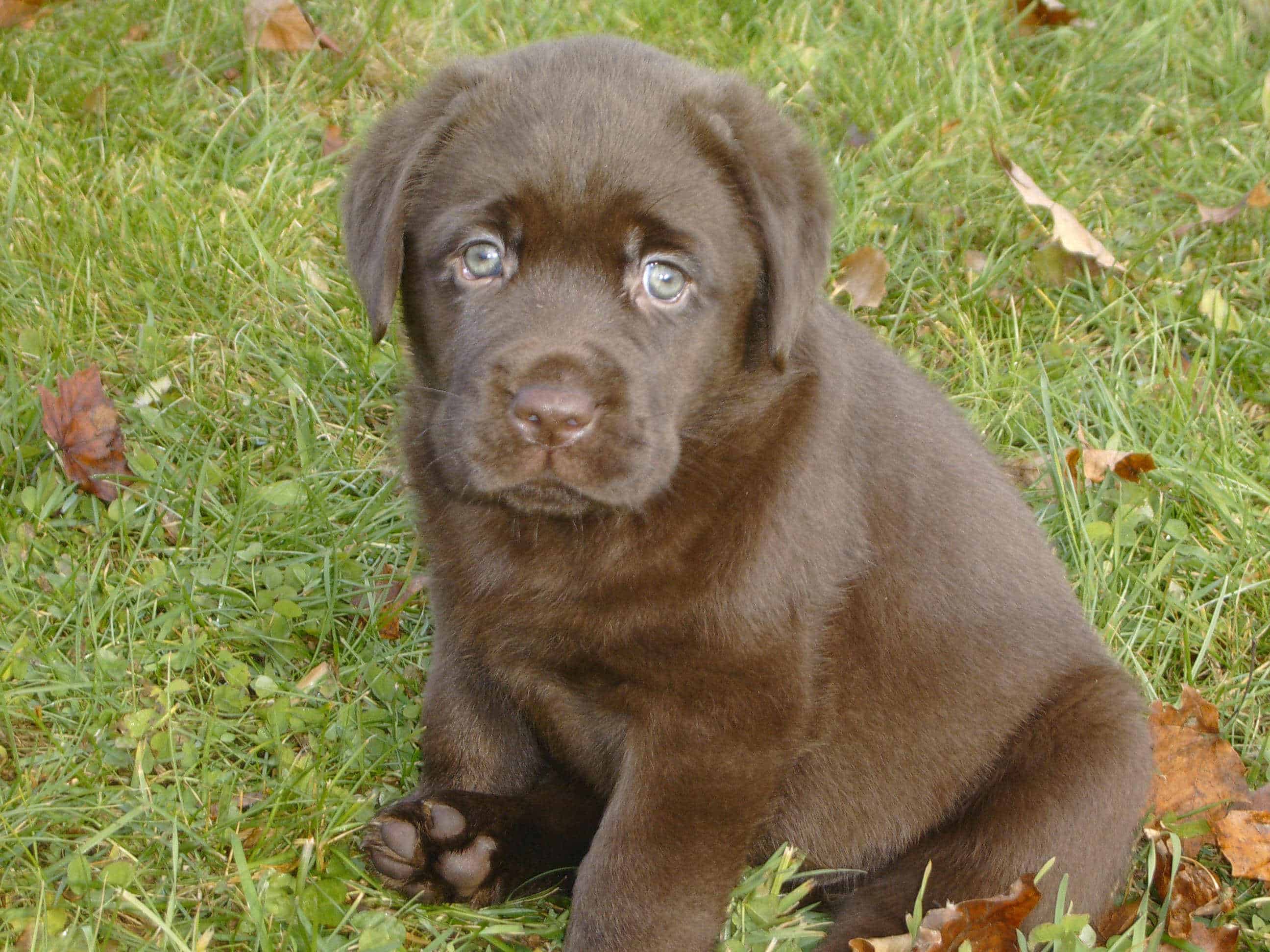 chocolate lab puppy names the chocolate lab puppies daily puppy breeds picture chocolate lab puppy names the chocolate lab puppies daily puppy breeds picture