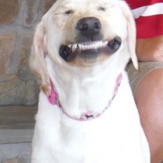 Smiling dog- Endless Mt. Labradors