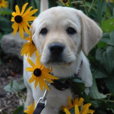 Tanner- Endless Mt. Labradors