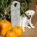 Libby- Endless Mt. Labradors
