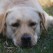 Gracie- Endless Mt. Labradors