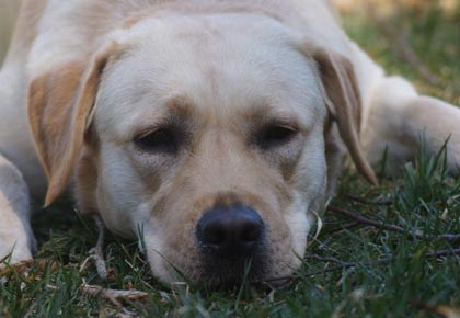 hip dysplasia home treatment hip dysplasia treatment options endless mountain labradors hip dysplasia home treatment hip dysplasia treatment options endless mountain labradors