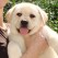Tank- Endless Mt. Labradors
