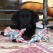 jolene pup- endless mt. labradors