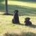 molly and megan- Endless Mt. Labradors