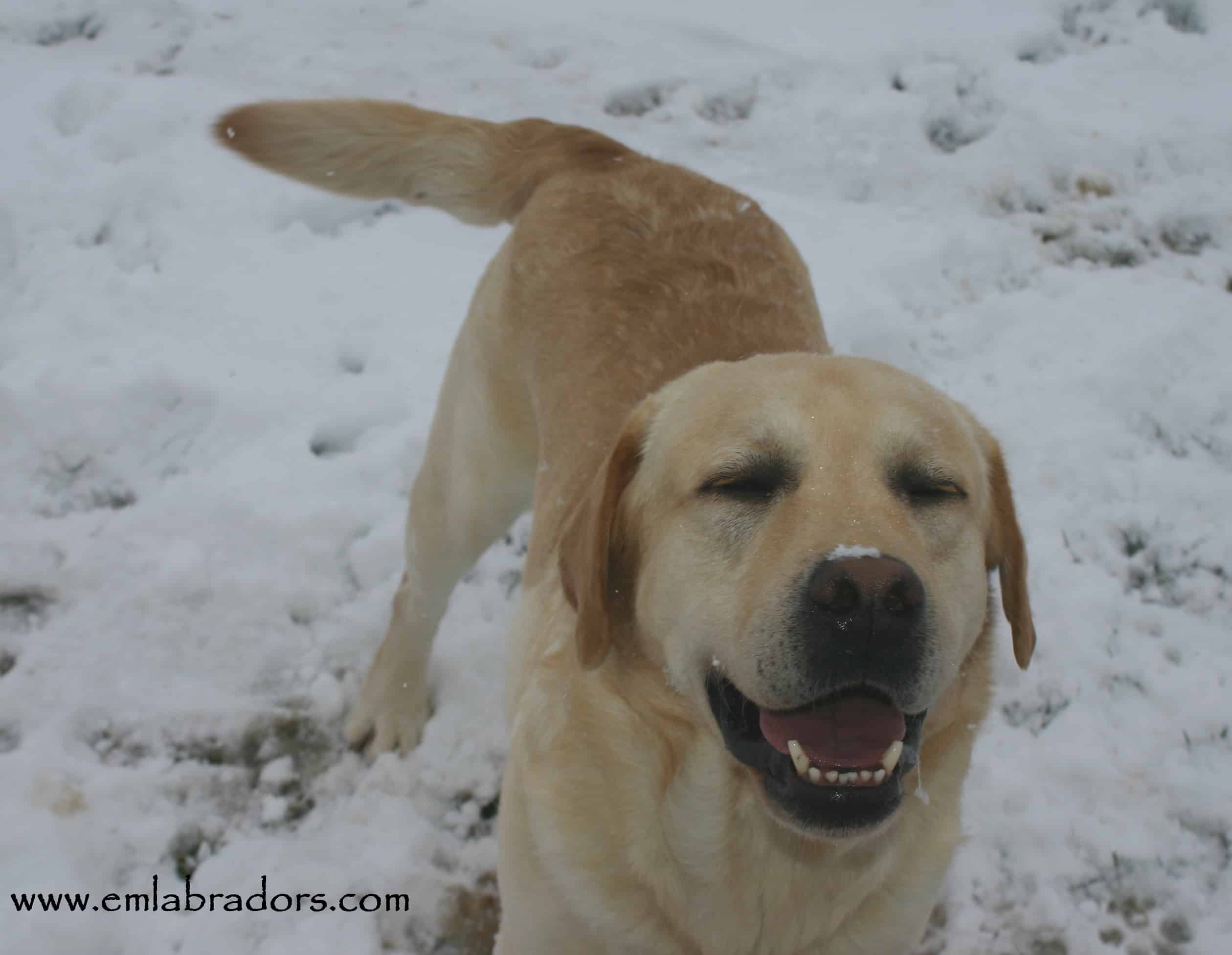 Endless Mountain Labradors Cold Winter Safety Tips for Your Labrador