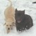 snow time- Endless Mt. Labradors