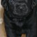puppy dog eyes- Endless Mt. Labradors