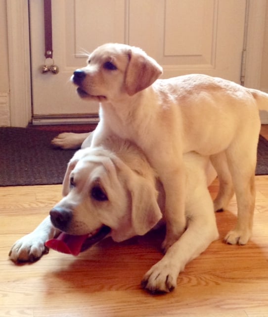 introducing a new puppy to another puppy things to remember when introducing a new puppy to an labradors net introducing a new puppy to another puppy things to remember when introducing a new puppy to an labradors net